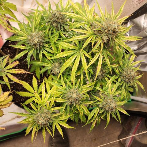 Mango Mrrr  #1 growlog timeline photo