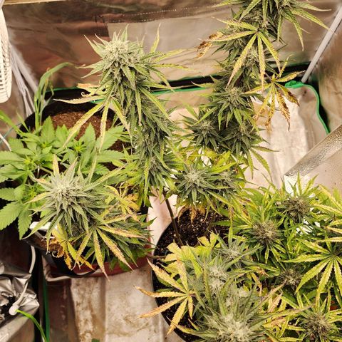 Mango Mrrr  #2 growlog timeline photo