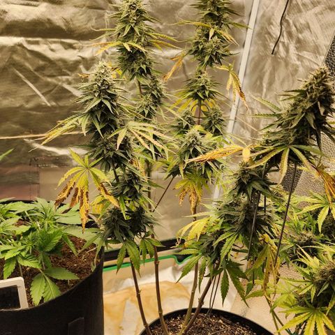 Mango Mrrr  #2 growlog timeline photo