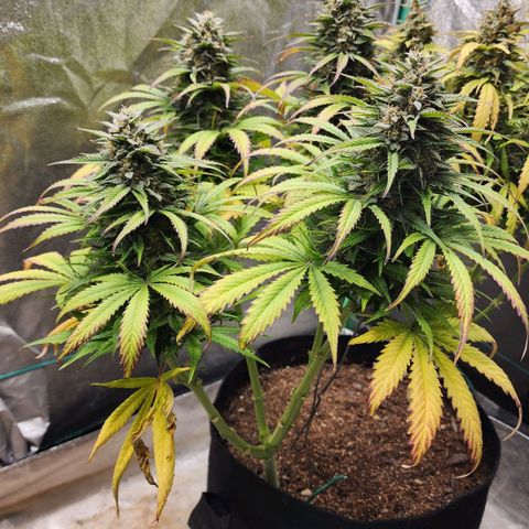 Methane #2 growlog timeline photo