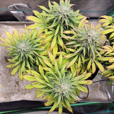 Methane #2 growlog timeline photo