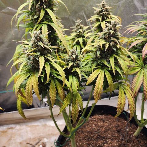 Methane #1 growlog timeline photo