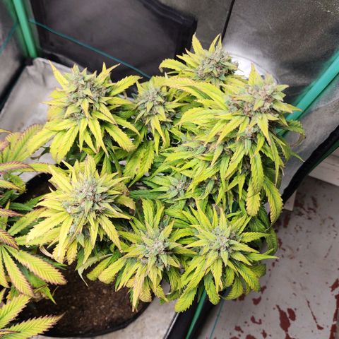 Methane #1 growlog timeline photo