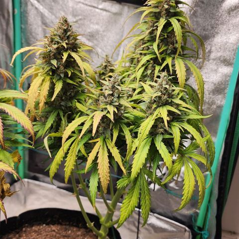 Methane #1 growlog timeline photo