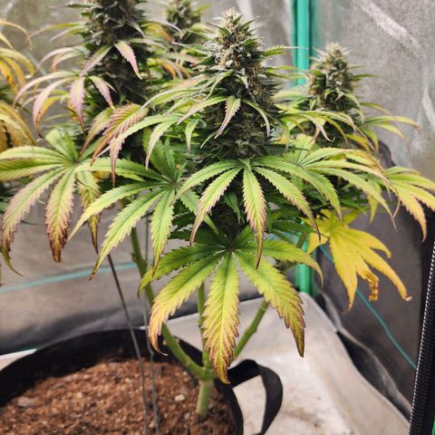 Methane #2 growlog timeline photo