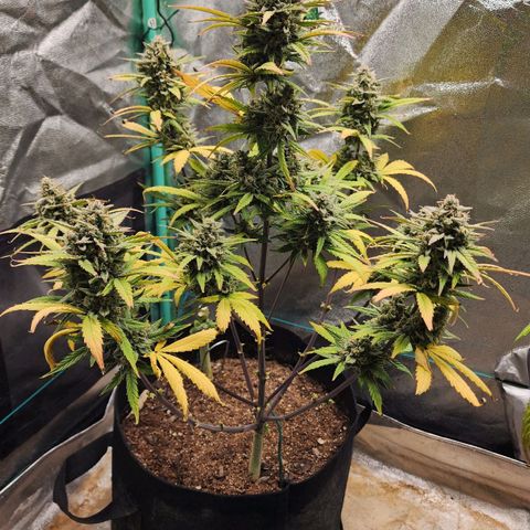 Gorilla Glue #2 growlog timeline photo