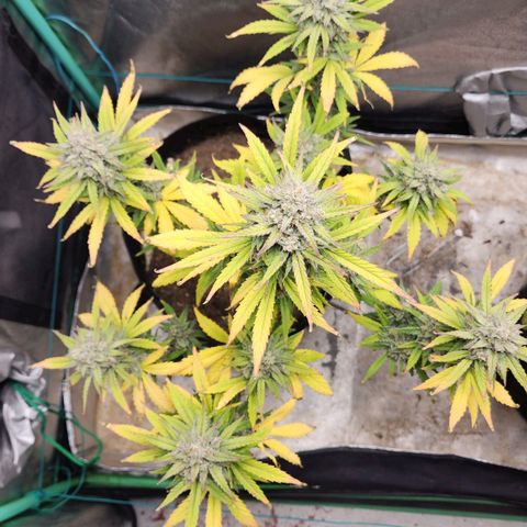 Gorilla Glue #2 growlog timeline photo