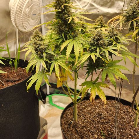 Mango Mrrr  #1 growlog timeline photo