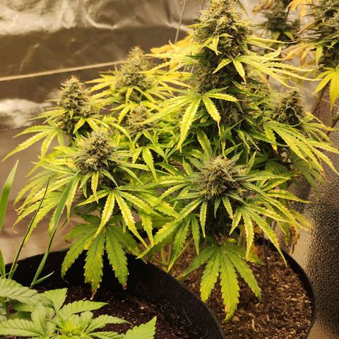 Mango Mrrr  #1 growlog timeline photo