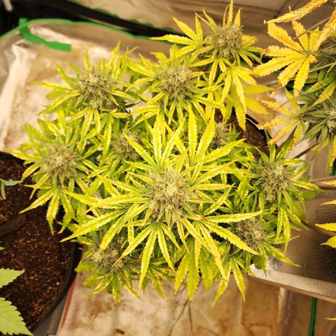 Mango Mrrr  #1 growlog timeline photo