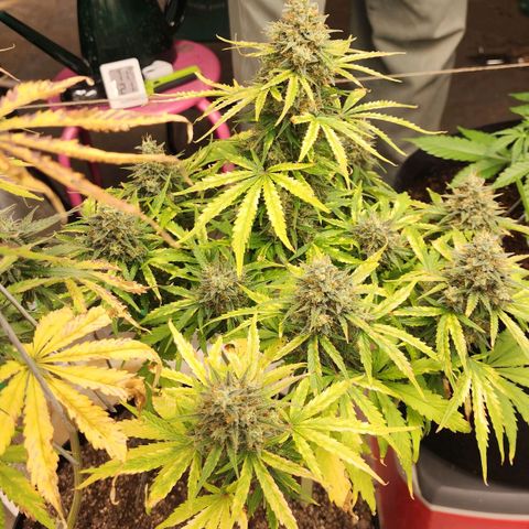 Mango Mrrr  #1 growlog timeline photo