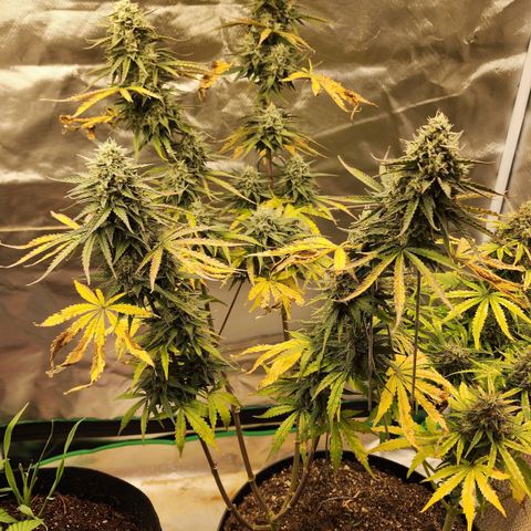 Mango Mrrr  #2 growlog timeline photo