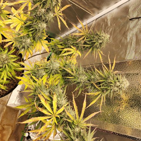 Mango Mrrr  #2 growlog timeline photo