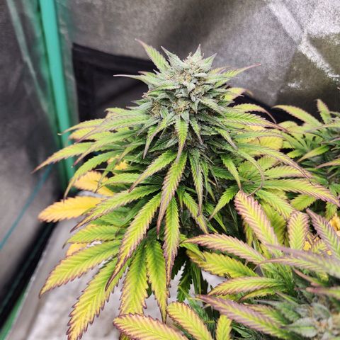 Methane #2 growlog timeline photo