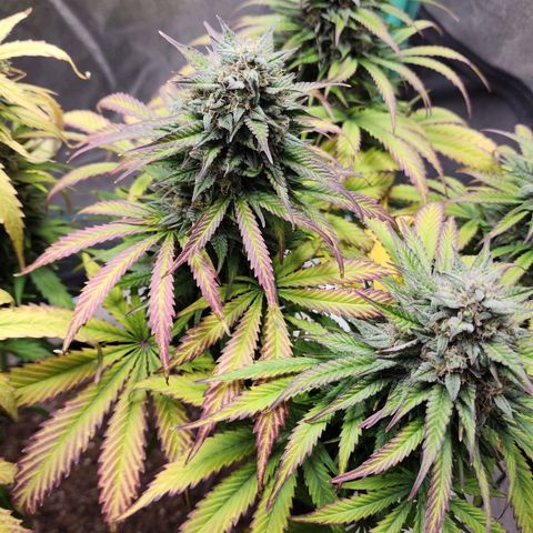 Methane #2 growlog timeline photo