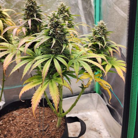Methane #2 growlog timeline photo