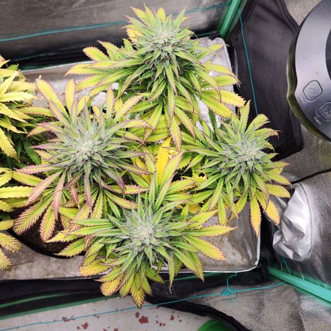Methane #2 growlog timeline photo