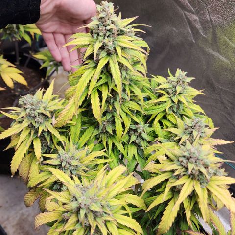 Methane #1 growlog timeline photo