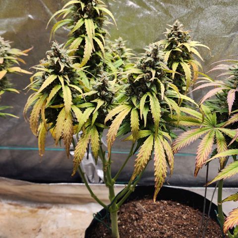 Methane #1 growlog timeline photo