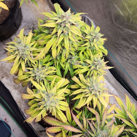 Methane #1 growlog timeline photo