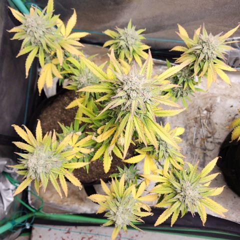 Gorilla Glue #2 growlog timeline photo