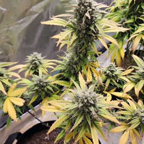 Gorilla Glue #2 growlog timeline photo