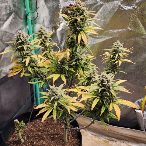 Gorilla Glue #2 growlog timeline photo