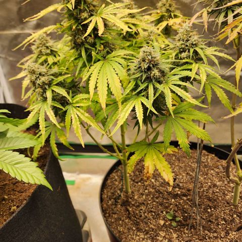 Mango Mrrr  #1 growlog timeline photo