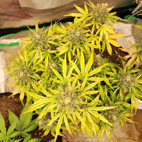 Mango Mrrr  #1 growlog timeline photo