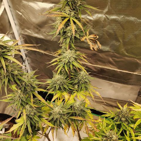 Mango Mrrr  #2 growlog timeline photo