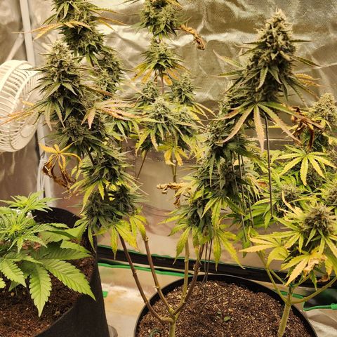 Mango Mrrr  #2 growlog timeline photo