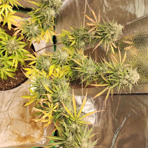 Mango Mrrr  #2 growlog timeline photo