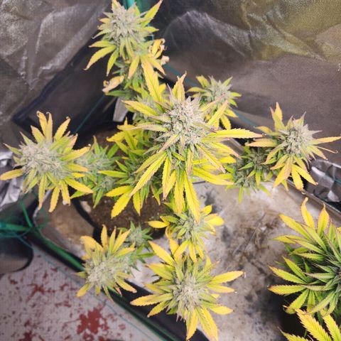 Gorilla Glue #2 growlog timeline photo