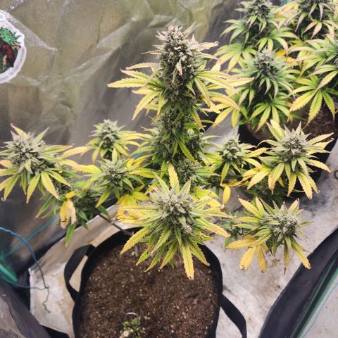 Gorilla Glue #2 growlog timeline photo