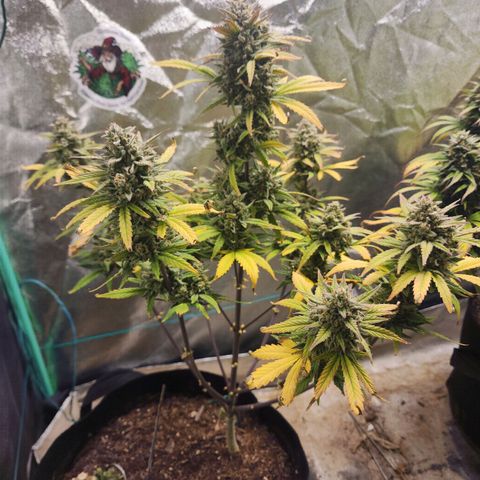 Gorilla Glue #2 growlog timeline photo