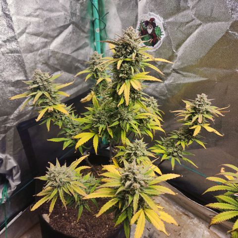 Gorilla Glue #2 growlog timeline photo