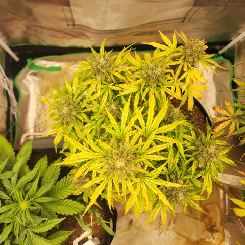 Mango Mrrr  #1 growlog timeline photo
