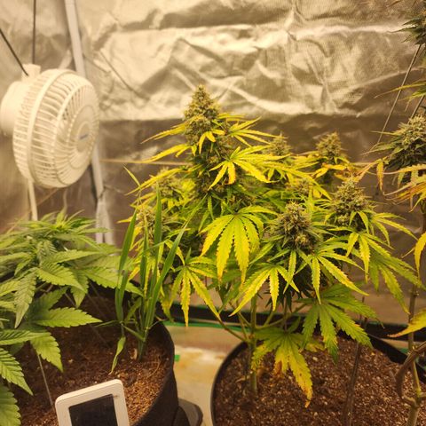 Mango Mrrr  #1 growlog timeline photo