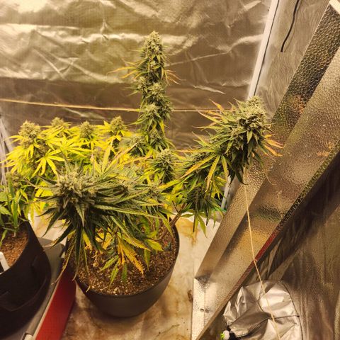 Mango Mrrr  #2 growlog timeline photo