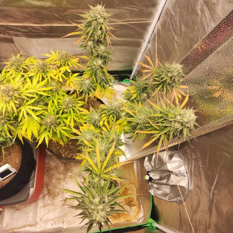 Mango Mrrr  #2 growlog timeline photo