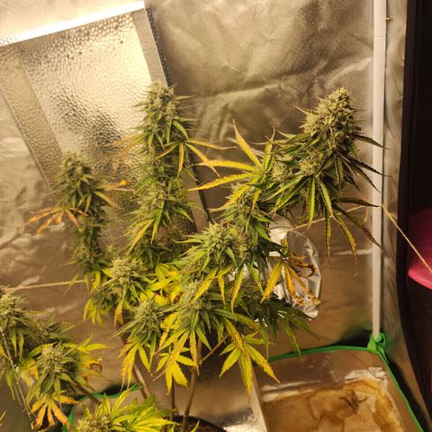 Mango Mrrr  #2 growlog timeline photo