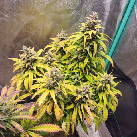Methane #1 growlog timeline photo