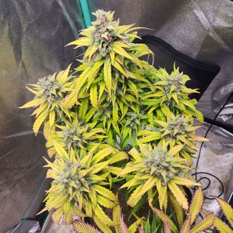 Methane #1 growlog timeline photo