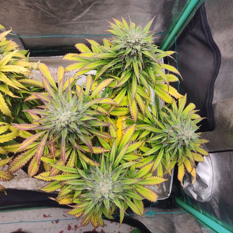 Methane #2 growlog photo: That fade sure is pretty