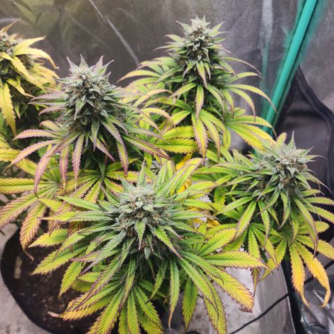 Methane #2 growlog photo: That fade sure is pretty