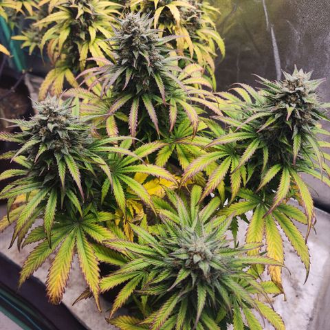 Methane #2 growlog photo: That fade sure is pretty