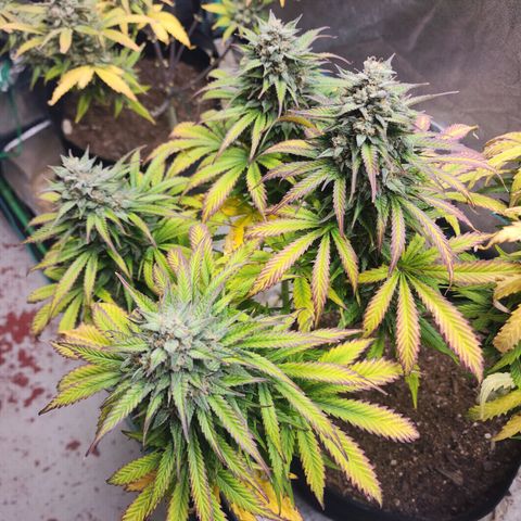 Methane #2 growlog photo: That fade sure is pretty