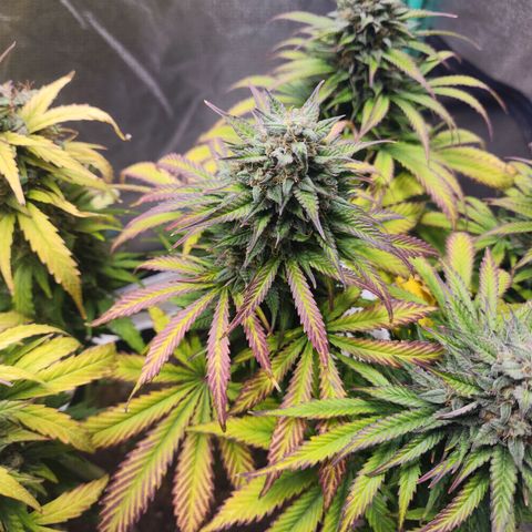 Methane #2 growlog photo: That fade sure is pretty