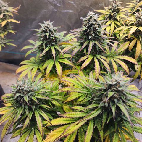 Methane #2 growlog photo: That fade sure is pretty