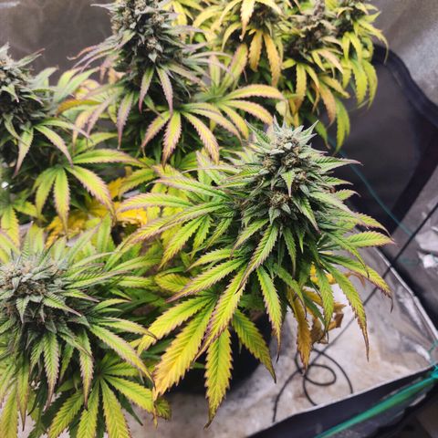 Methane #2 growlog photo: That fade sure is pretty